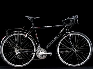 Focus - Merluza - Large